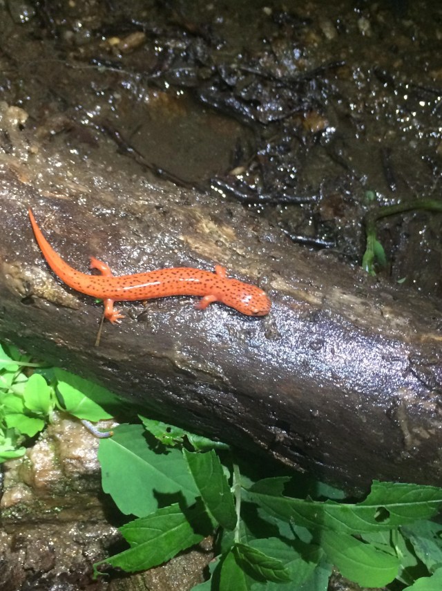Red Salamander
